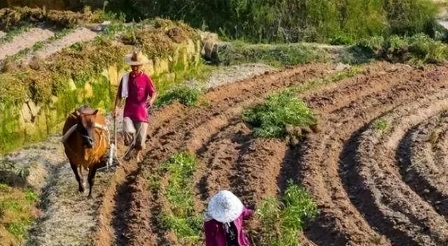 4大措施解决农村大面积撂荒？粮食产量提高农IM电竞 IM电竞app民收益可观！(图7)